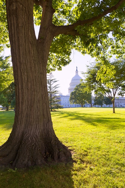 Capitole de washington dc sunset garden Photo Premium