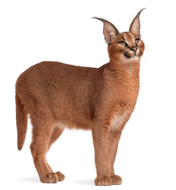 Caracal Caracal Caracal 6 Mois Photo Premium