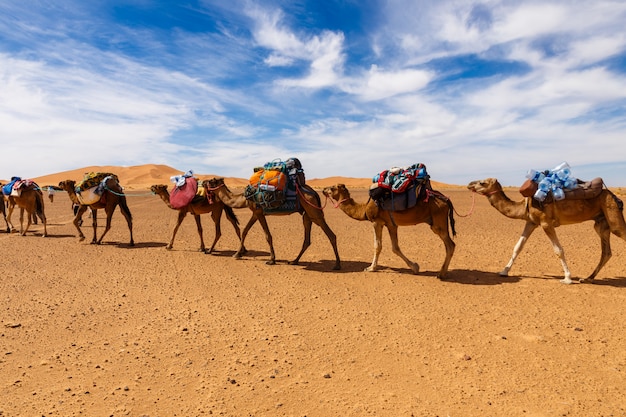 Caravane De Chameaux Dans Le Desert Du Sahara Maroc Photo Premium