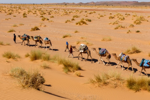 Caravane De Chameaux Dans Le D Sert Du Sahara Photo Premium