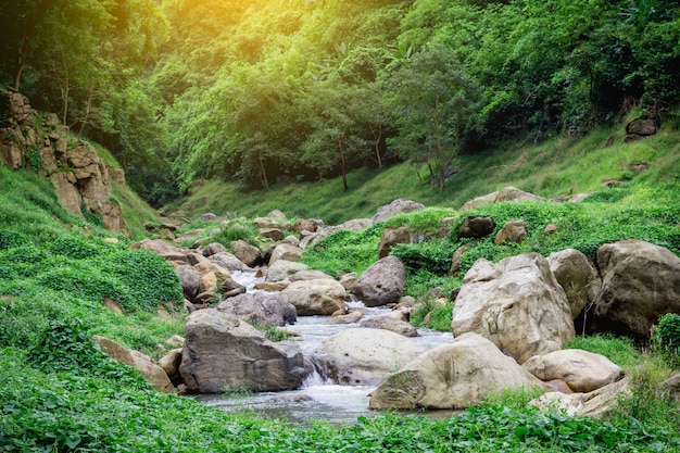 Cascade de la jungle eau douce du ruisseau dans le parc naturel Photo Premium