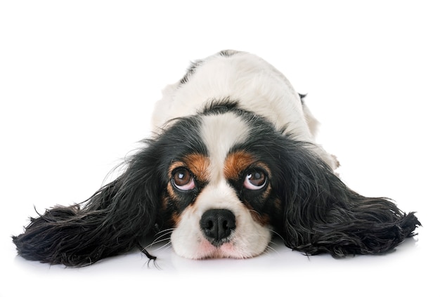 Cavalier king charles Photo Premium