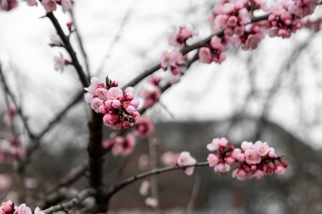 Cerises De Printemps Fleurs Roses Arbres Fruitiers En