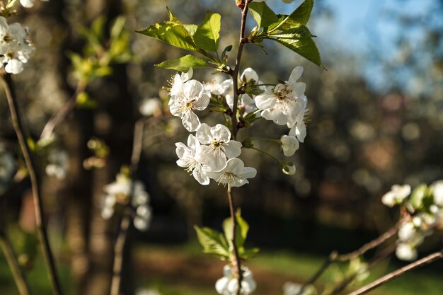 Cerisier En Fleurs Avec Une Inflorescence Blanche