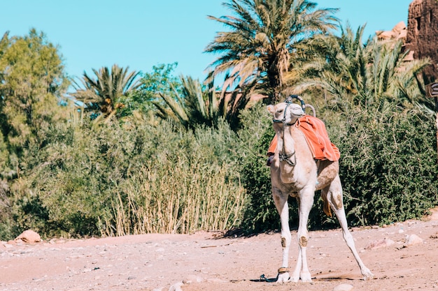 Chameau Dans Un Paysage Desertique Au Maroc Photo Gratuite