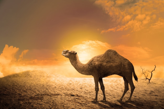 Chameau sur les dunes de sable au coucher du soleil Photo Premium