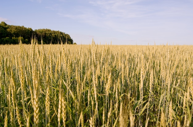 Le Champ De Ble Photo Gratuite