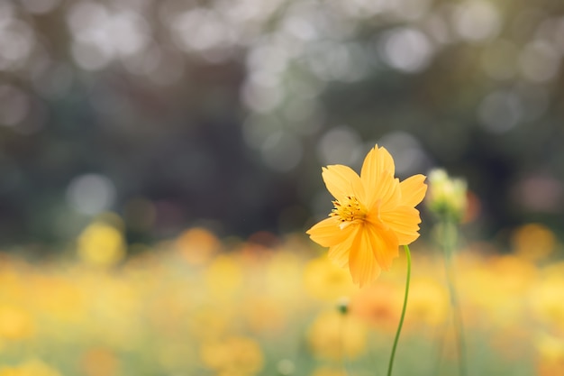 Champ De Fleur De Cosmos Jaune Fleurissant Dans Le Jardin