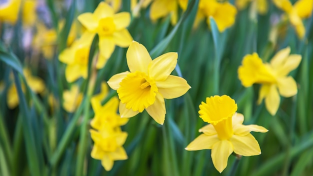 Champ De Fleurs De Jonquilles Jaunes étonnantes Dans La