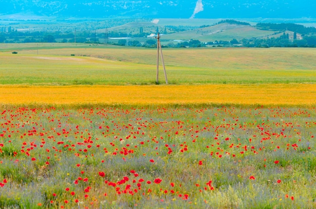 Champ De Paysage De Lavande Et De Coquelicots Dans La Ville De Bakhchisarai En Crimee Photo Premium