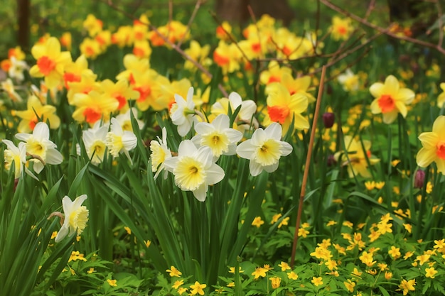 Champ De Printemps De Jonquilles En Fleurs Photo Premium