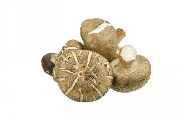 Champignon shiitake isolé sur blanc Photo Premium