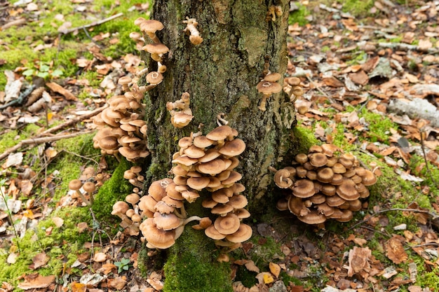 Comment tuer un champignon sur un arbre ?