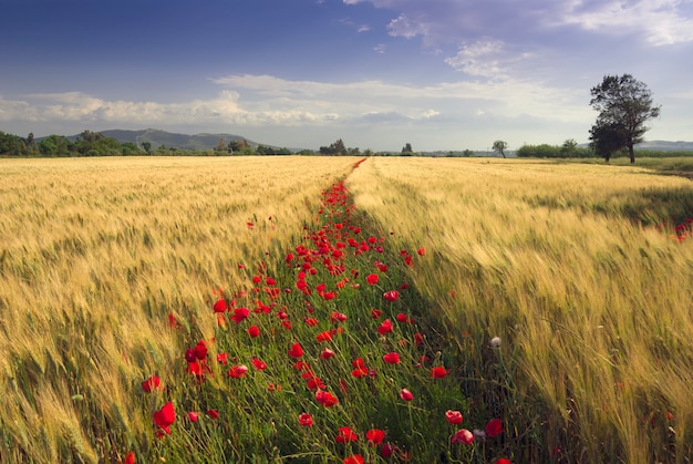 Champs De Ble Et Coquelicots Sur Les Fleurs Sardaigne Italie Photo Premium