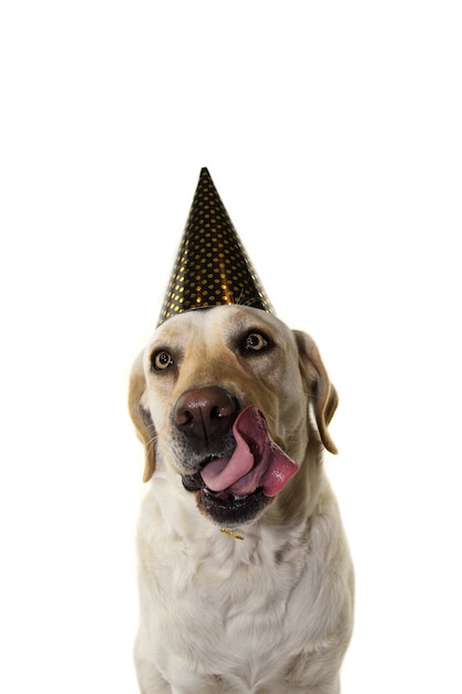  Chapeau  De F te De Nouvel An Ou Anniversaire  Chien  Photo 