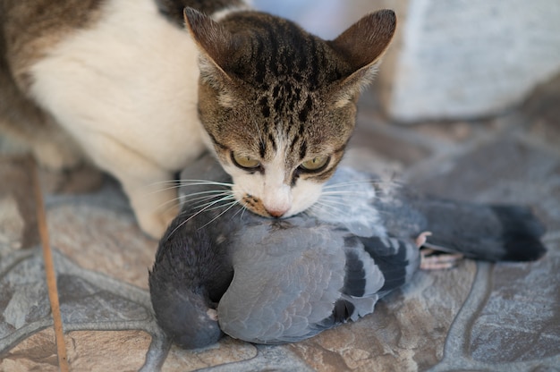 Chasseur De Chat Et Mordre Un Oiseau Sur Le Sol Un Chaton Et Un Pigeon L Animal Tue Les Oiseaux Et Les Mange Photo Premium