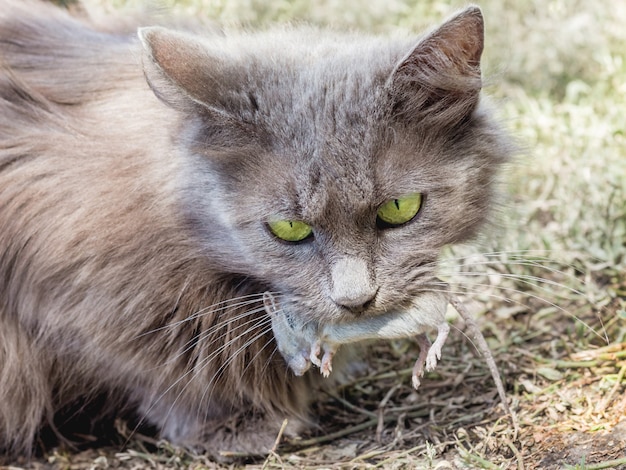 Le Chat A Attrape Une Souris Et L A Tenue Dans Ses Dents Photo Premium