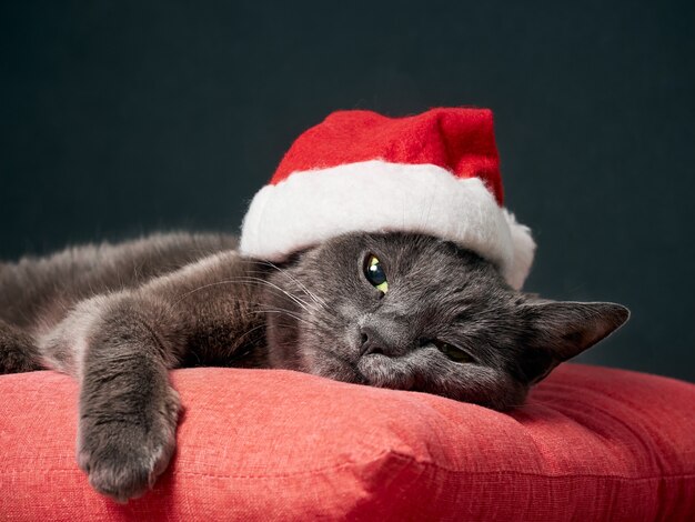 Chat Au Repos Portant Un Chapeau De Noel Du Pere Noel Photo Premium