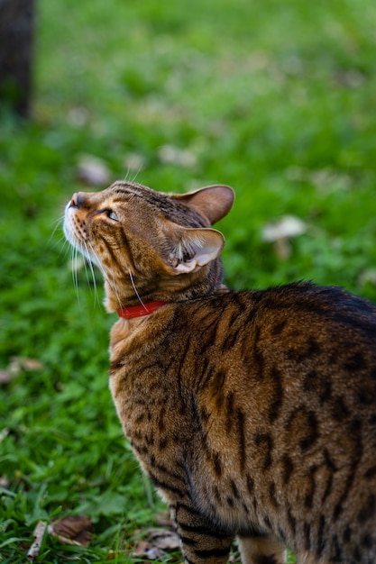 Chat Bengal Assis Sur L Herbe A La Recherche Photo Premium