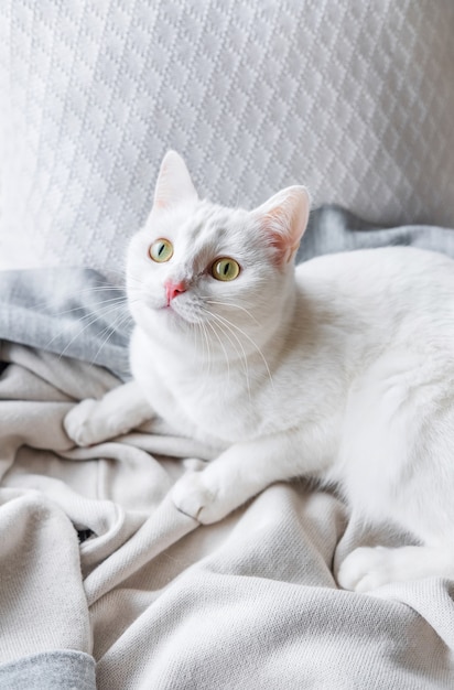 Chat Blanc Couche Sur Le Rebord De La Fenetre A La Maison Photo Premium