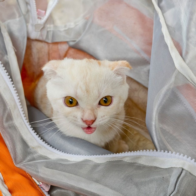 enterrer son chat dans un sac plastique