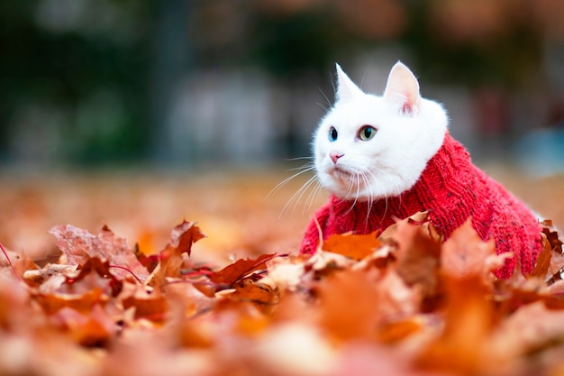 Chat Blanc Drole Yeux Multicolores Race Angora Se Trouve Dans Le Feuillage Du Parc Un Jour D Automne Animal Dans Un Pull Dans La Rue L Animal Joue Dans L Erable Rouge Et Jaune