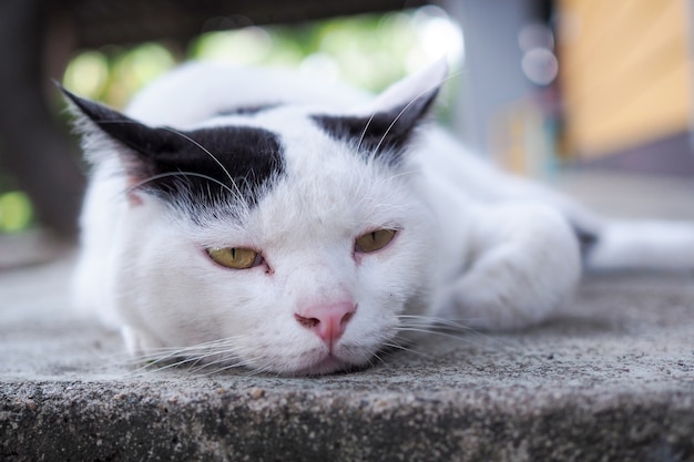 Le Chat Blanc Est Fatigue Photo Premium