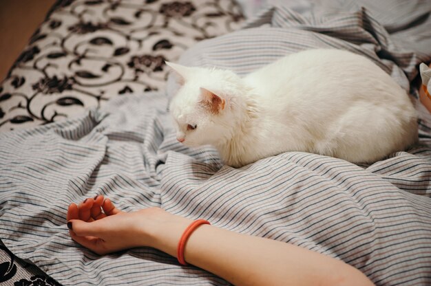 Le Chat Blanc Est Sur Le Lit Parties Du Corps Feminin Main Feminine Photo Premium