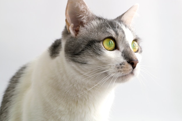 Chat Blanc Gris Adulte Photo Premium