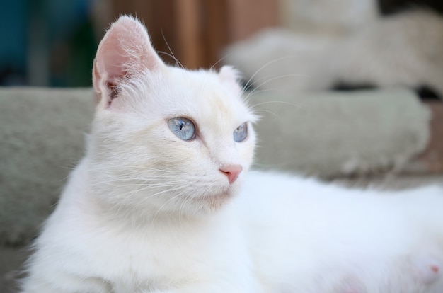 Chat Blanc Pur Aux Yeux Bleu Turquoise Et Oreilles Defectueuses Roses Photo Premium