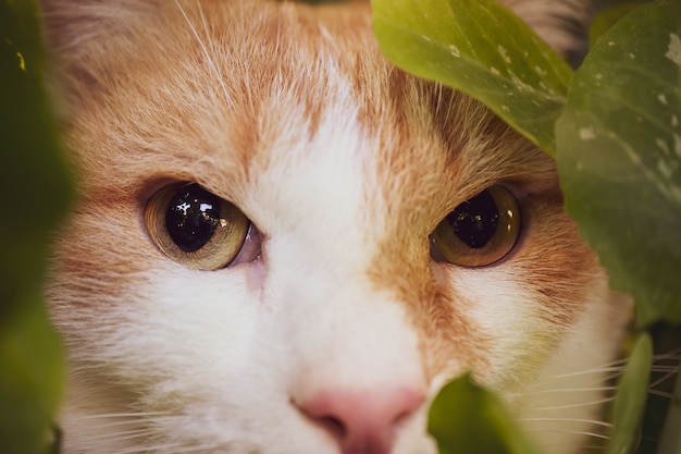 Chat Blanc Rouge Est Assis Dans Les Buissons Gros Plan Du Museau Aux Yeux Verts Le Concept D Un Chasseur A Domicile Un Predateur Mignon Des Animaux De Compagnie Photo Premium