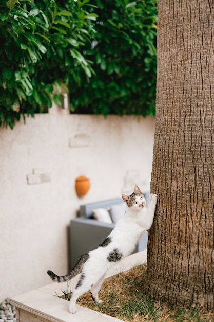 Un Chat Blanc Avec Des Taches Grises Griffe Le Tronc D Un Grand Arbre Photo Premium