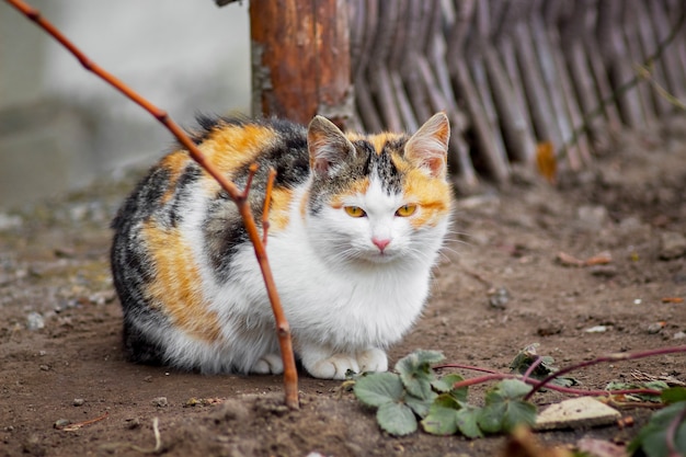 Chat Blanc Avec Des Taches Noires Et Orange Assis Sur Le Sol Dans Le Jardin Photo Premium