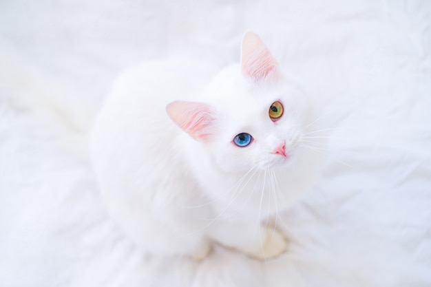 Chat Blanc Avec Des Yeux De Couleur Differente Regardant La Camera Sur Un Lit Blanc Angora Turc Aux Yeux Bleu Et Vert Adorables Animaux Domestiques Heterochromie Photo Premium