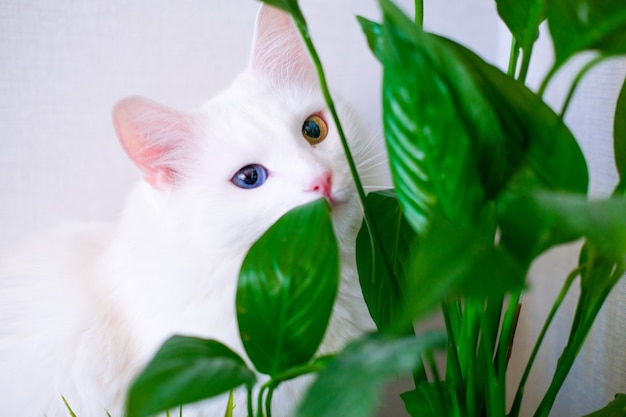 Chat Blanc Avec Des Yeux De Couleur Differente Se Cache Derriere Une Plante Verte L Angora