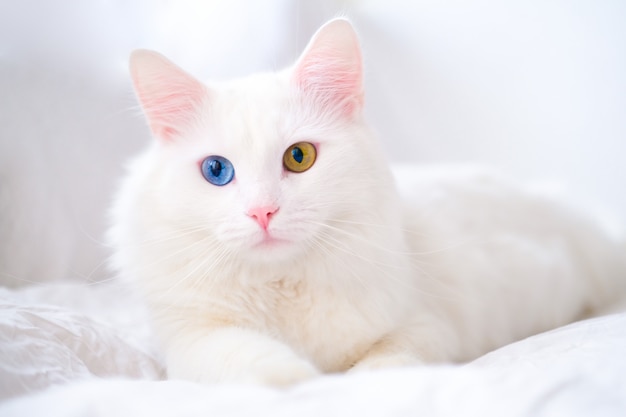 Chat Blanc Avec Des Yeux De Couleur Differente Photo Premium