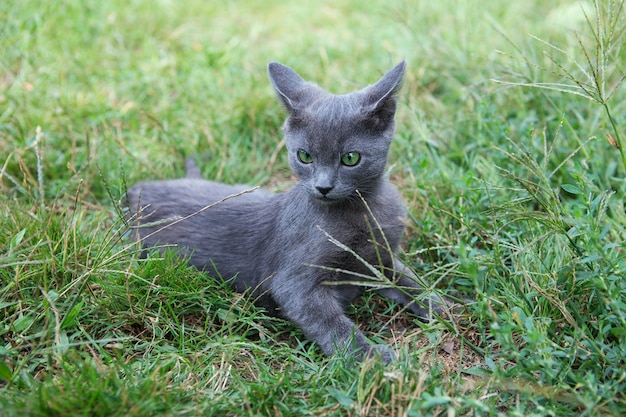 Chat Bleu Russe Un Petit Chaton Pedigree Aux Yeux Verts Gris Est Assis Sur L Herbe Verte Photo Premium