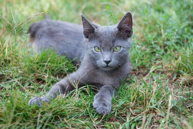 Chat Bleu Russe Un Petit Chaton Pedigree Aux Yeux Verts Gris Est Assis Sur L Herbe Verte Photo Premium