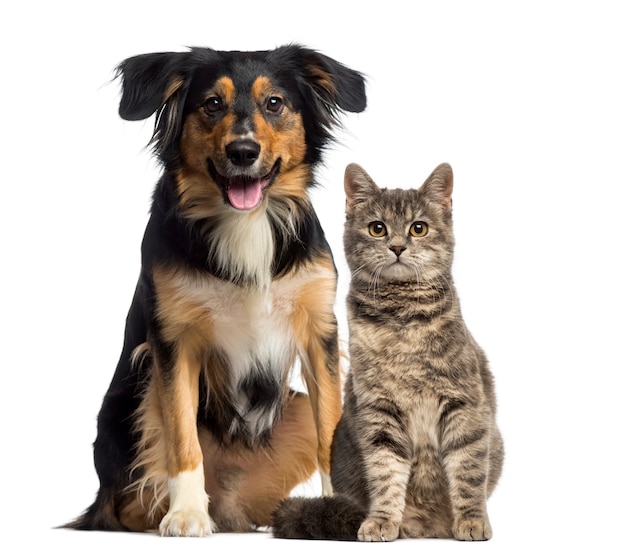 Chat Et Chien Assis Ensemble Photo Premium