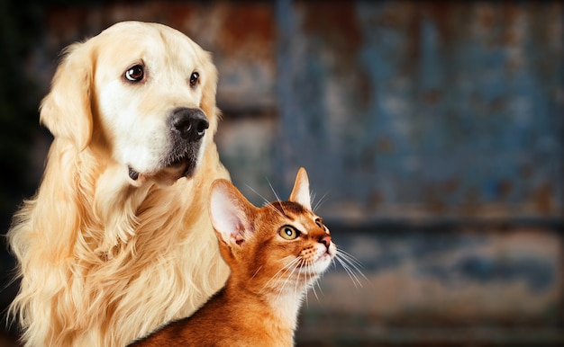 Chat Et Chien Chat Abyssin Golden Retriever Ensemble Humeur Triste Anxieuse Et Rouillee Photo Premium