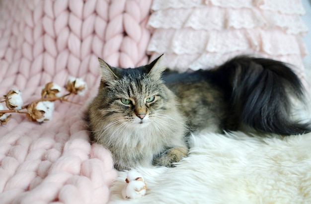 Chat couché sur lit géant plaid couverture fourrure chambre à coucher hiver vibes cosines relax Photo Premium
