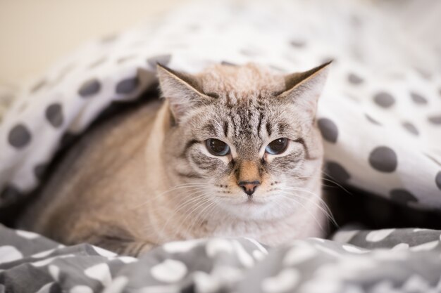 Chat Couche Sur Un Lit Sous La Couette En Regardant La Camera Photo Premium