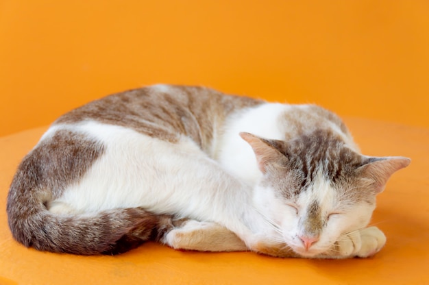 Chat Avec Une Couleur Marron Clair Dormir Avec Un Fond Orange Photo Premium