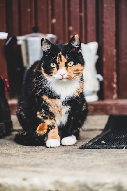 Chat De Couleur Noir Et Marron A L Exterieur De La Maison Photo Premium