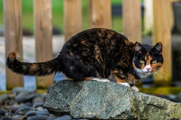 Chat De Couleur Noir Et Marron A L Exterieur De La Maison Photo Premium