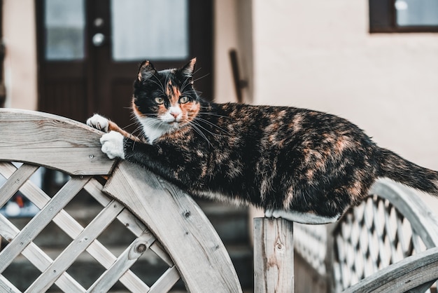 Chat De Couleur Noir Et Marron A L Exterieur De La Maison Photo Premium