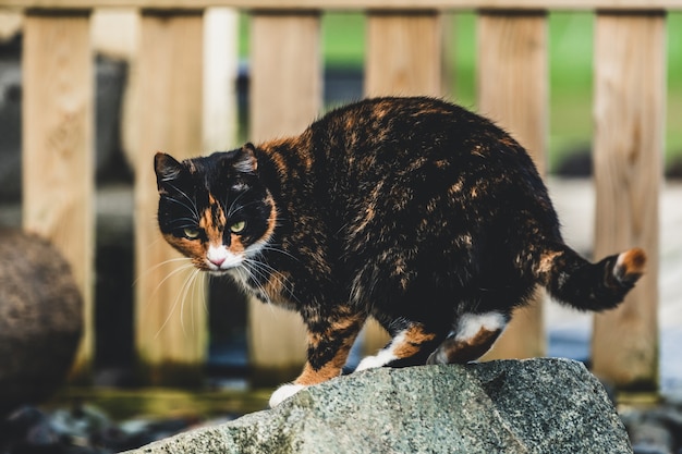 Chat De Couleur Noir Et Marron A L Exterieur De La Maison Photo Premium