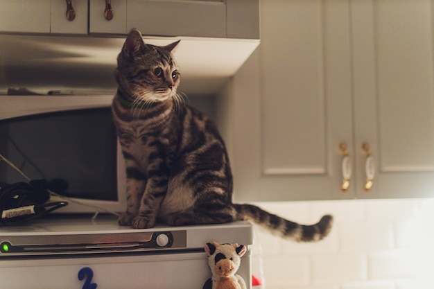 Le Chat Court Dans La Cuisine La Nuit Et Reveille Les Proprietaires Avec Du Bruit Photo Premium