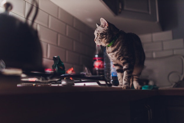 Le Chat Court Dans La Cuisine La Nuit Et Reveille Les Proprietaires Avec Du Bruit Photo Premium