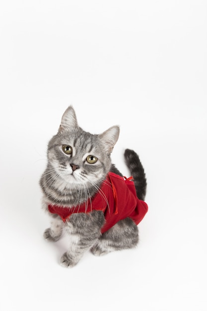 Chat En Couverture Medicale Rouge Pour Chats Isoler Sur Blanc Photo Premium